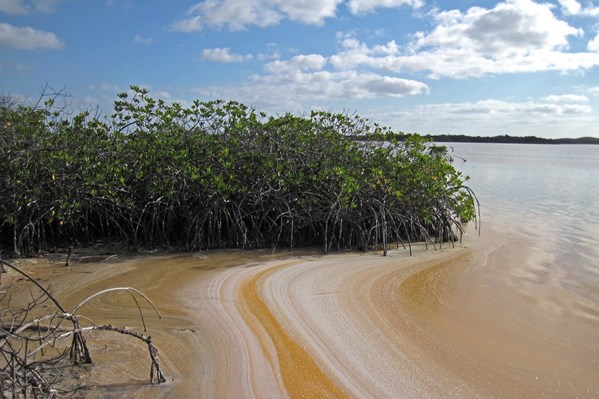 Mangroves in The Bahamas